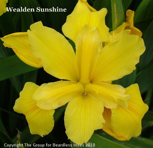 Wealden Sunshine